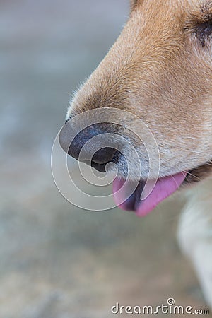 Nose golden retriever dog