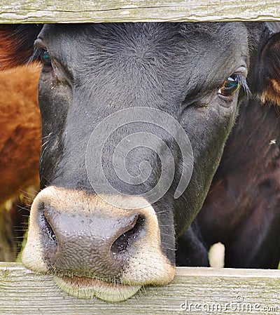 Nosey Black Cow