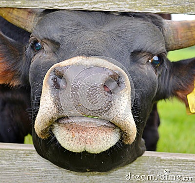 Nosy Cow
