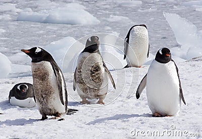 Not all penguins are white and black