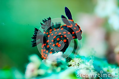 Nudibranch crawling over the bottom substrate in Derawan, Kalimantan, Indonesia underwater photo