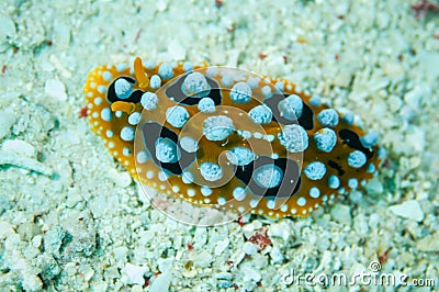 Nudibranch crawling over the bottom substrate in Derawan, Kalimantan, Indonesia underwater photo