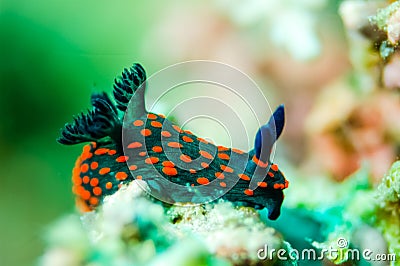 Nudibranch crawling over the bottom substrate in Derawan, Kalimantan, Indonesia underwater photo