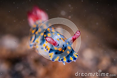 Nudibranch crawling over the bottom substrate in Gili, Lombok, Nusa Tenggara Barat, Indonesia underwater photo