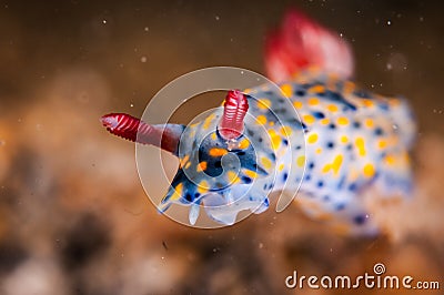 Nudibranch crawling over the bottom substrate in Gili, Lombok, Nusa Tenggara Barat, Indonesia underwater photo