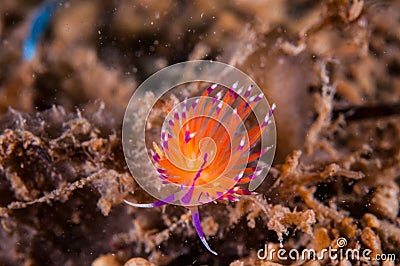 Nudibranch crawling over the bottom substrate in Gili, Lombok, Nusa Tenggara Barat, Indonesia underwater photo