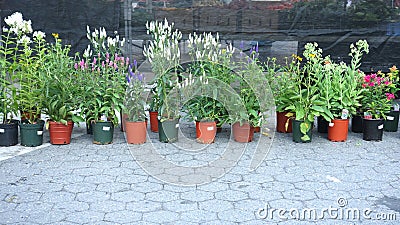 Nursery Plants