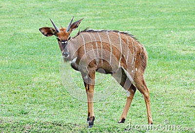 Nyala the african wildlife