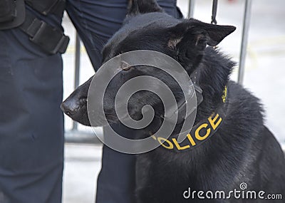 NYPD transit bureau K-9 German Shepherd providing security on Broadway during Super Bowl XLVIII week in Manhattan