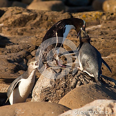 NZ Yellow-eyed Penguins Or Hoiho Feeding Th