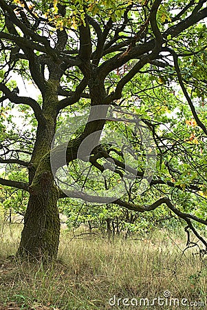 Oak in a forest