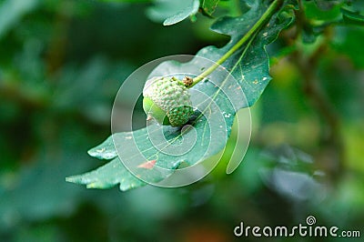 Oak tree with acorn in early autumn