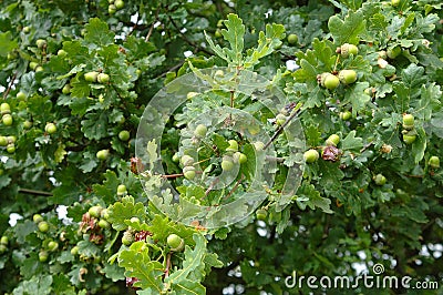 Oak tree with acorn in early autumn