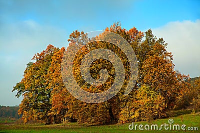 Oak tree in autumn