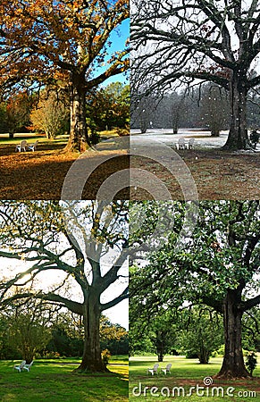Oak Tree in Four Seasons