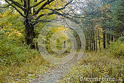 Oak tree and the path in the autumn forest