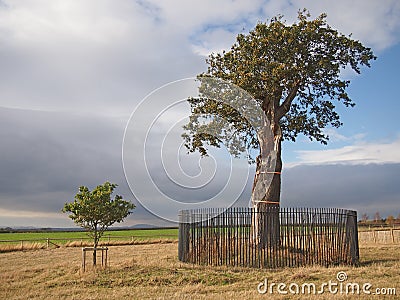 Oak Tree and Sapling