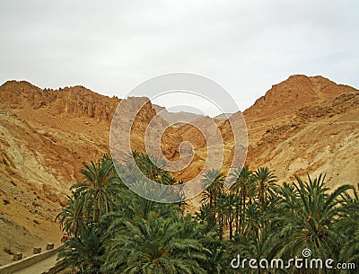 Oasis in Sahara desert