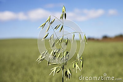 Oat plant.