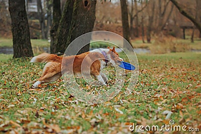 Obedient dog breed border collie. Portrait, autumn, nature, tricks, training