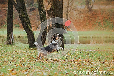 Obedient dog breed border collie. Portrait, autumn, nature, tricks, training