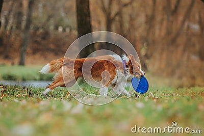 Obedient dog breed border collie. Portrait, autumn, nature, tricks, training