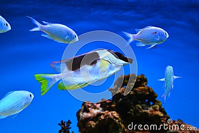 Ocean exotic fish