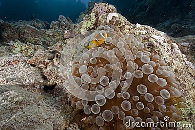 Ocean, fish and bubble anemone