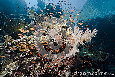 Ocean, fish and coral