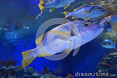 Ocean fish