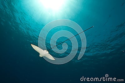 Ocean, sun and spotted eagle ray