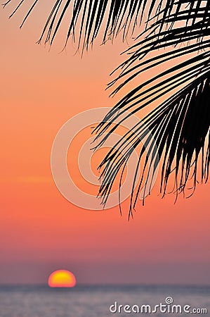 Ocean sunset and palm tree