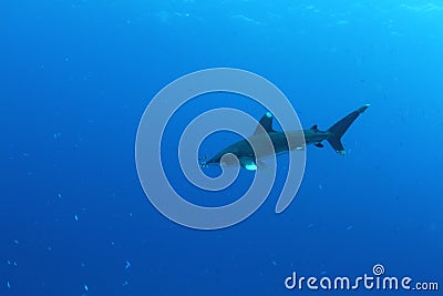 Oceanic White Tip shark (Carcharinus longimanus)