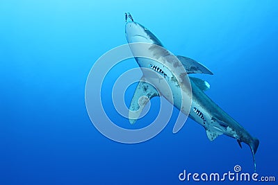 Oceanic White Tip shark (Carcharinus longimanus)