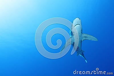 Oceanic White Tip shark (Carcharinus longimanus)