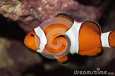 Ocellaris clownfish (Amphiprion ocellaris) marine fish