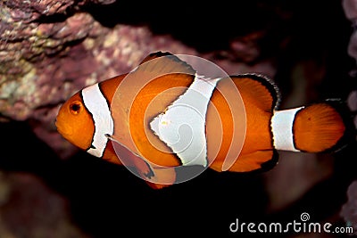 Ocellaris clownfish (Amphiprion ocellaris) marine fish