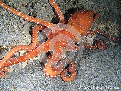 Octopus Macropus