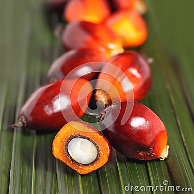 Oil palm fruit