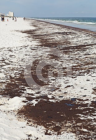 Oil Spill on Gulf Coast Beach