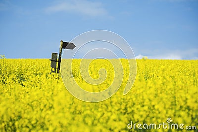 Oilseed Rape field with directional arrow