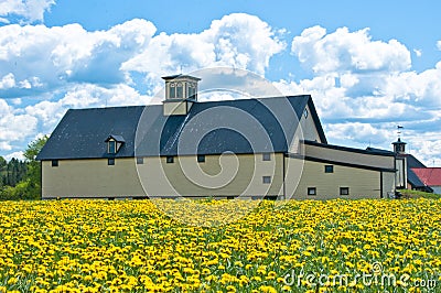 Old barn in a field of dandelions