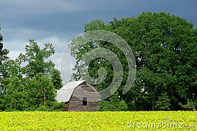 Old Barn and Yellow Corn Field