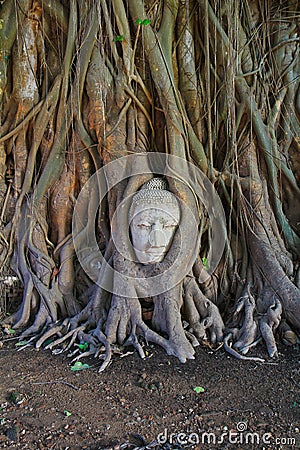 Old buddha covered with tree root