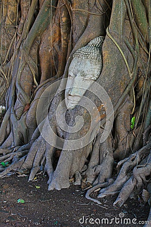 Old buddha covered with tree root