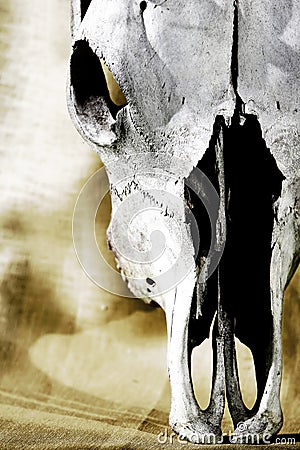Old Cattle Skull (close up)