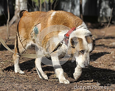 Old Central Asian Shepherd Dog