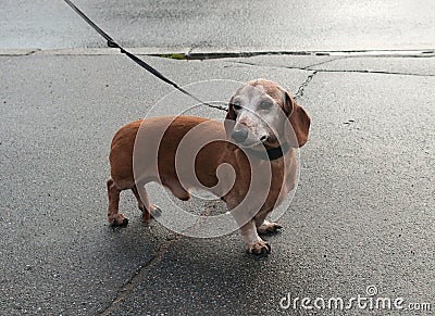 Old dachshund on leash is standing