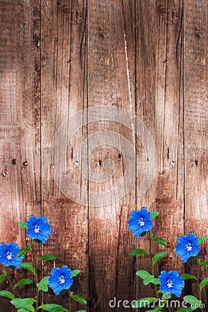 Old dark wood wall with blue flowers background