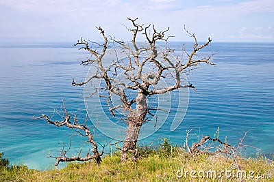 The old dead oak tree and sea